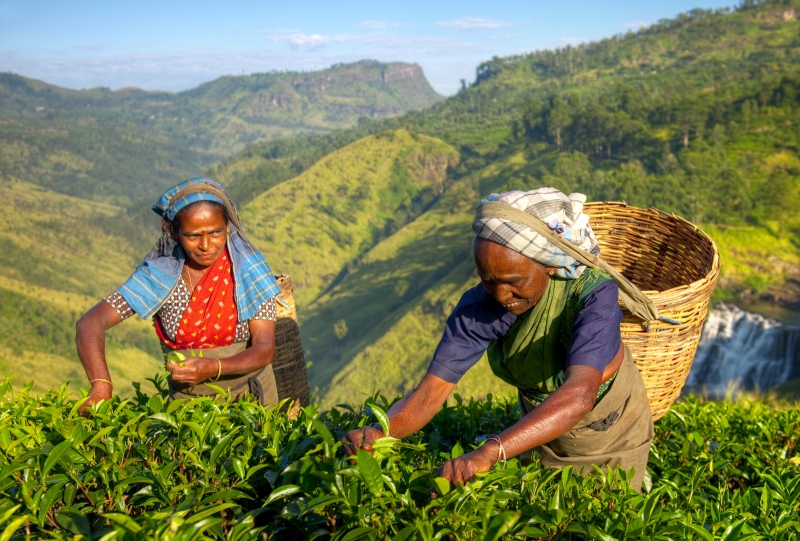 sri lanske zeny zbierajuce listky caju na plantazach na sri lanke