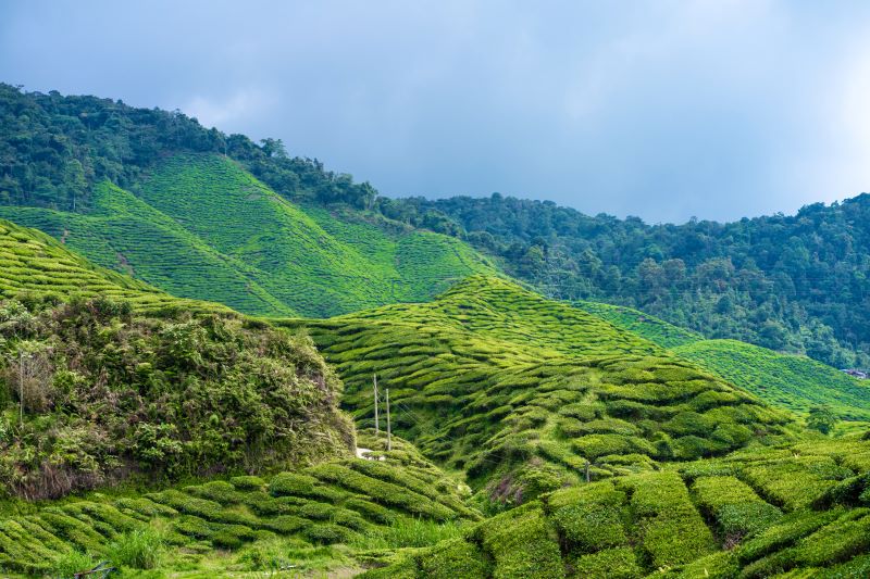 zelené polia cajovych plantazi na Sri Lanke